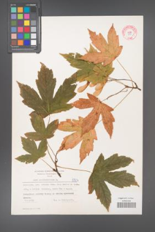 Acer pseudoplatanus [KOR 5504]