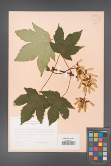Acer pseudoplatanus [KOR 9010]