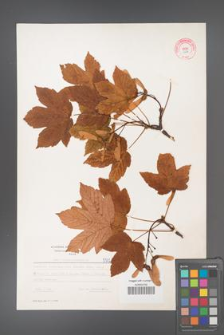 Acer pseudoplatanus [KOR 5502]