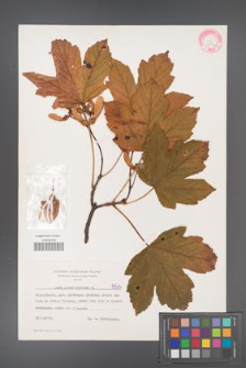 Acer pseudoplatanus [KOR 5514]