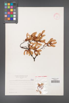 Acer pseudoplatanus [KOR 5513]