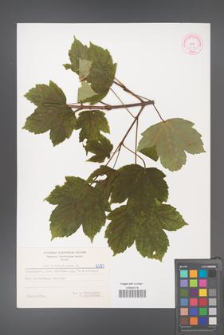 Acer pseudoplatanus [KOR 6093]