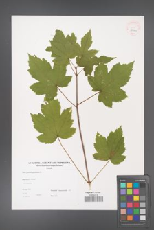 Acer pseudoplatanus [KOR 38999]