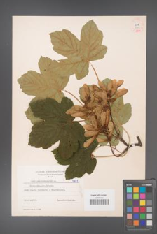 Acer pseudoplatanus [KOR 5481]