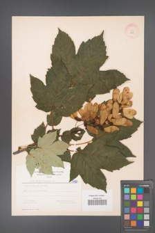 Acer pseudoplatanus [KOR 5480]