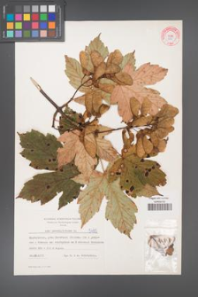 Acer pseudoplatanus [KOR 5495]