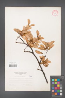 Acer pseudoplatanus [KOR 5496]
