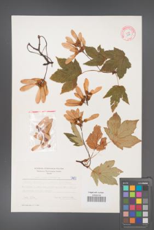 Acer pseudoplatanus [KOR 5497]