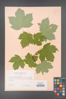 Acer pseudoplatanus [KOR 7421]
