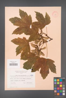 Acer pseudoplatanus [KOR 6508]