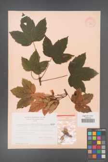 Acer pseudoplatanus [KOR 6509]
