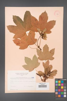Acer pseudoplatanus [KOR 6496]