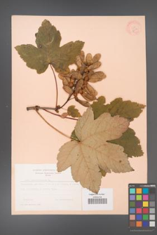 Acer pseudoplatanus [KOR 9056]