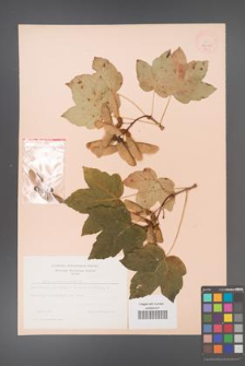Acer pseudoplatanus [KOR 9040]