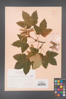 Acer pseudoplatanus [KOR 6495]