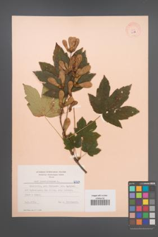 Acer pseudoplatanus [KOR 6503]