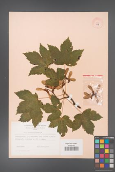 Acer pseudoplatanus [KOR 9049]