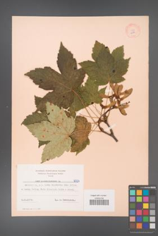 Acer pseudoplatanus [KOR 6504]