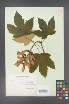 Acer pseudoplatanus [KOR 9048]