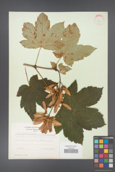 Acer pseudoplatanus [KOR 9050]