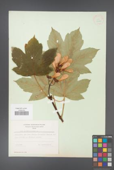 Acer pseudoplatanus [KOR 9029]