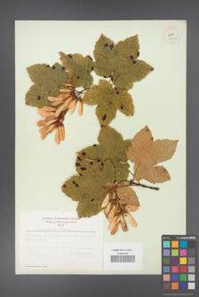 Acer pseudoplatanus [KOR 9046a]