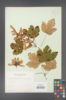 Acer pseudoplatanus [KOR 9002]