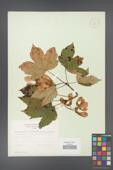 Acer pseudoplatanus [KOR 9003]