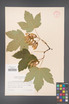 Acer pseudoplatanus [KOR 7416]