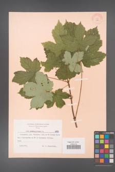 Acer pseudoplatanus [KOR 6165]