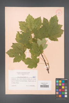 Acer pseudoplatanus [KOR 6249]