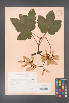 Acer pseudoplatanus [KOR 6247]