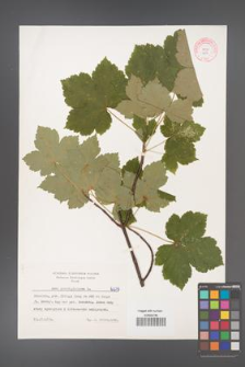 Acer pseudoplatanus [KOR 6239]