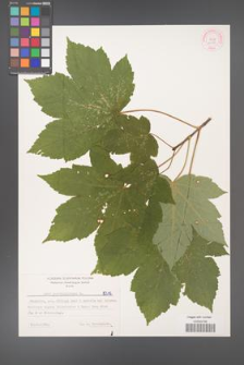 Acer pseudoplatanus [KOR 6215]