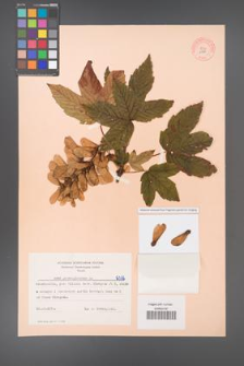 Acer pseudoplatanus [KOR 6386]