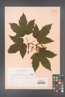Acer pseudoplatanus [KOR 6390]