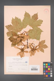 Acer pseudoplatanus [KOR 6384]