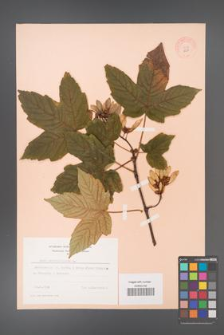 Acer pseudoplatanus [KOR 9051]