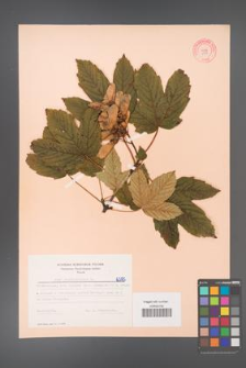 Acer pseudoplatanus [KOR 6385]