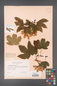 Acer pseudoplatanus [KOR 9037a]