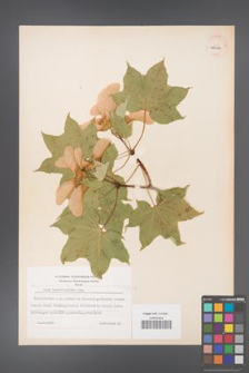 Acer platanoides [KOR 40015]