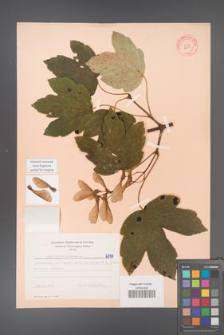 Acer pseudoplatanus [KOR 6391]