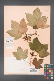 Acer pseudoplatanus [KOR 9039]