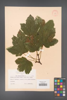 Acer pseudoplatanus [KOR 8531]
