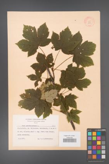 Acer pseudoplatanus [KOR 8533]