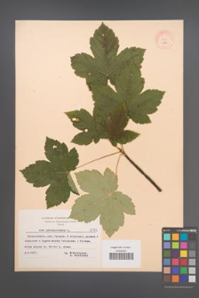 Acer pseudoplatanus [KOR 8124]