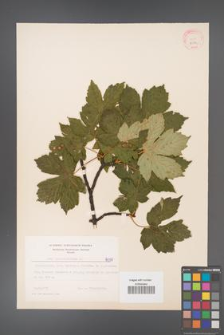 Acer pseudoplatanus [KOR 8097]