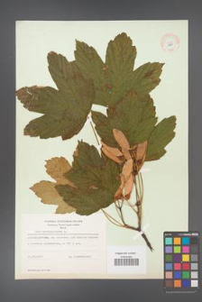 Acer pseudoplatanus [KOR 8991]