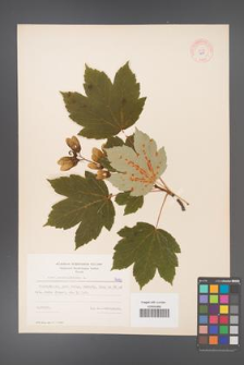 Acer pseudoplatanus [KOR 7680]