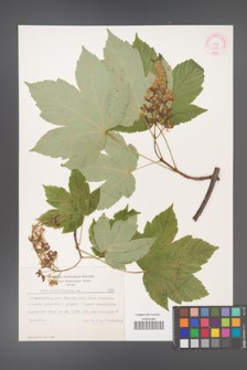 Acer pseudoplatanus [KOR 7786]